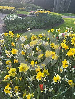 Beautiful colorful daffodil and tulip flowers growing in park