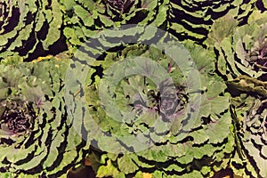 Beautiful Colorful Decorative Ornamental Flowering Rosette Cabbage and Kale Plants Background. Gardening, Fall Season, Landscaping