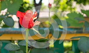 Beautiful, colorful, delicate blooming roses in a red garden. Selective focus. Close-up