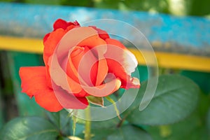 Beautiful, colorful, delicate blooming roses in a red garden. Selective focus. Close-up