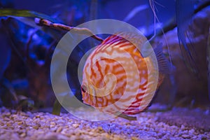 Orange discus fire in the aquarium photo