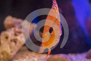 Orange discus fire in the aquarium photo