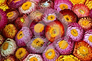 Beautiful of colorful dry everlasting flowers