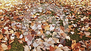 Beautiful colorful dry fall maple leaves covering the ground in the park on a sunny day