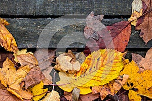 Beautiful colorful dry leaves as autumn fall season background