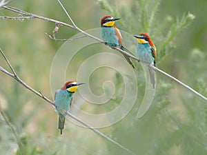 Beautiful colorful enamoured couple of bee-eaters