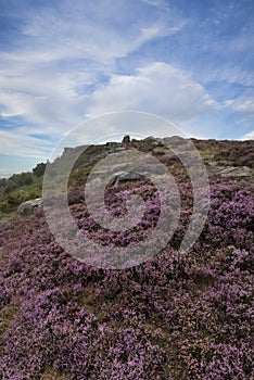 Beautiful colorful English Peak District landscape from Curbar Edge of colorful heather during late Summer sunset