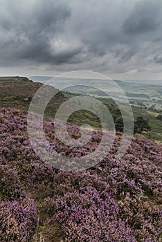 Beautiful colorful English Peak District landscape from Curbar Edge of colorful heather during late Summer sunset