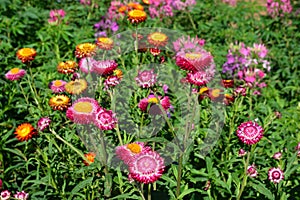 Beautiful of colorful  everlasting flowers or straw flowers for background