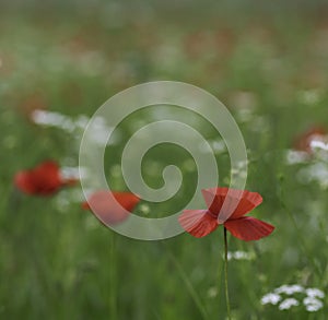 Beautiful colorful fields of poppies and other wild flowers in spring and summer  Val D`Orcia Tuscany Italy