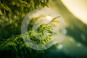 A beautiful, colorful fir branch in the mountain forest.