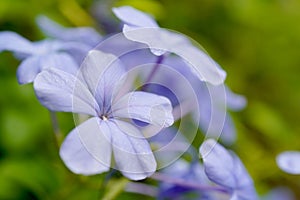 Beautiful colorful flower cape leadwort, Plumbago auriculata, Plumbaginaceae, Blue flowers in the garden .selective focus photo