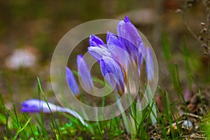 Beautiful colorful flower Crocus vernus. Nice bokeh