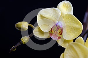 Beautiful colorful flower Orchid, phalaenopsis.