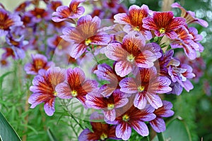 Beautiful Colorful flowers