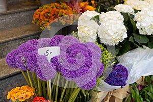 Beautiful colorful flowers Allium Giganteum in flower shop. Various flowers in the street market. Giant Onion