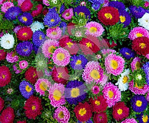 Beautiful Colorful Flowers Background. Callistephus chinensis. A Present for Valentine or Mother`s Day or a Birthday photo