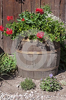 Beautiful colorful flowers on the barrel.