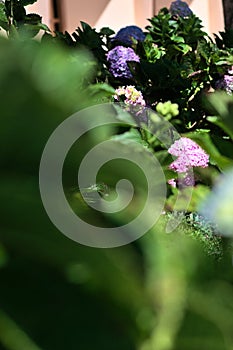 Hermoso vistoso flores en la esquina de jardín 