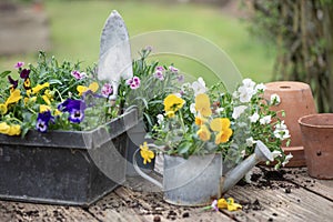 beautiful and colorful flowers in a decorative metal flowerpots in garden