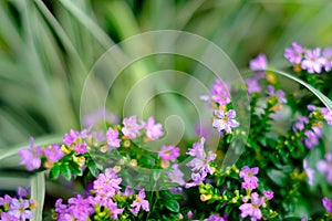 Beautiful colorful flowers in the garden