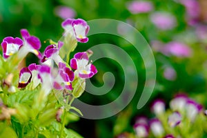 Beautiful colorful flowers in the garden