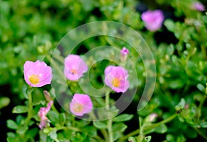 Beautiful colorful flowers in the garden