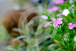 Beautiful colorful flowers in the garden