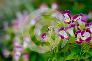 Beautiful colorful flowers in the garden