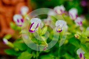 Beautiful colorful flowers in the garden