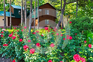 Beautiful colorful flowers in the garden summer view.