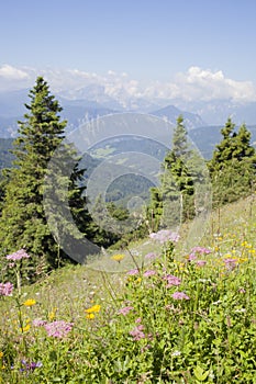 Beautiful colorful flowers high in slovenian mountains