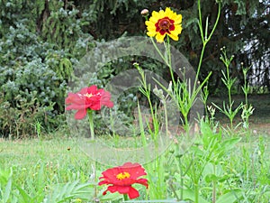 Hermoso vistoso flores un manjar 