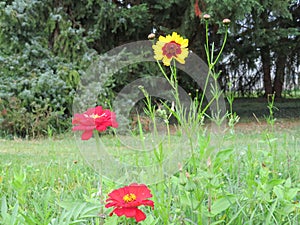 Hermoso vistoso flores un manjar 