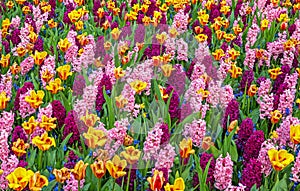 Beautiful colorful flowers in park Keukenhof in Netherlands