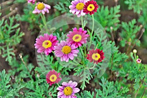 The beautiful colorful flowers of Tanacetum coccineum Robinsonâ€™s mix