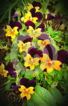 Beautiful colorful flowers of Viola wittrockiana, pansy, garden pansy, butterfly violet in a garden. Colorful flowers. photo