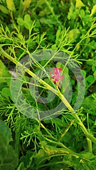 Beautiful colorful flowers with wild green bush