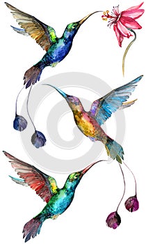 Beautiful colorful flying hummingbirds isolated on white background.