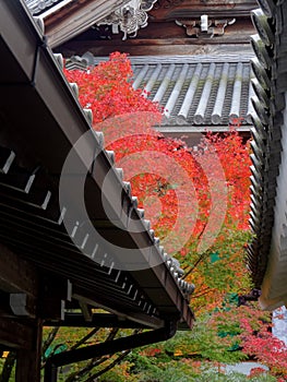 Beautiful colorful foliage between two japanese buildings