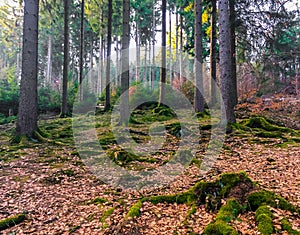 Beautiful colorful forest landscape in autumn season in germany Wasserfall