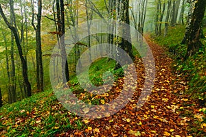 Beautiful colorful forest scene with path in the Croatian Plitvice
