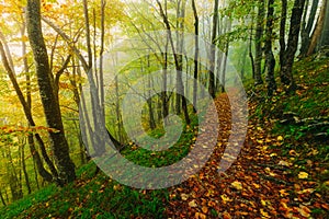 Beautiful colorful forest scene with path in the Croatian Plitvice