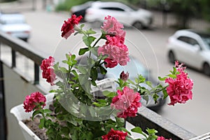 Beautiful colorful of freshness petunias flower in pink blossom and growth in pot near window outside, balcony decorated in summer
