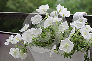 Beautiful colorful of freshness petunias flower in white blossom and growth in pot near window outside, balcony decorated in