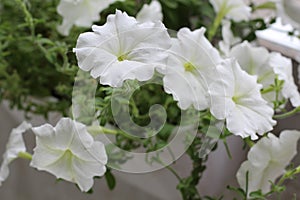 Beautiful colorful of freshness petunias flower in white blossom and growth in pot near window outside, balcony decorated in