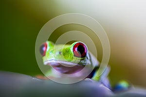 Beautiful colorful frog