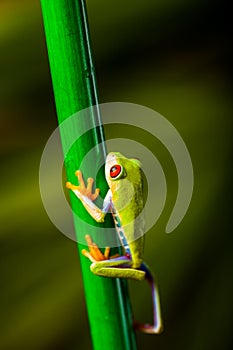Beautiful colorful frog in the jungle