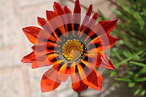 Beautiful and Colorful Gazania Flowers