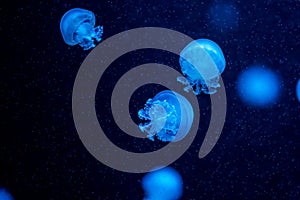 Beautiful colorful glowing jellyfishes in macro closeup shot swimming in aquarium pool with blue background. Mastigias